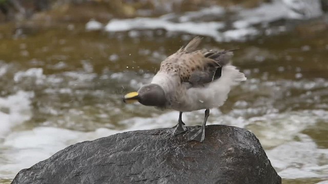 Yellow-billed Teal - ML432710501