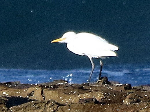 white egret sp. - ML432710541