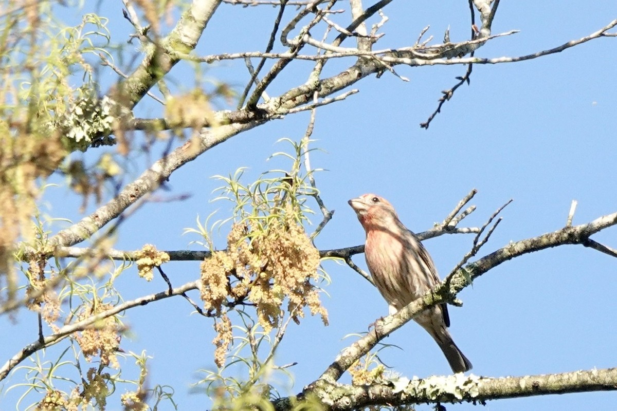 House Finch - ML432710581