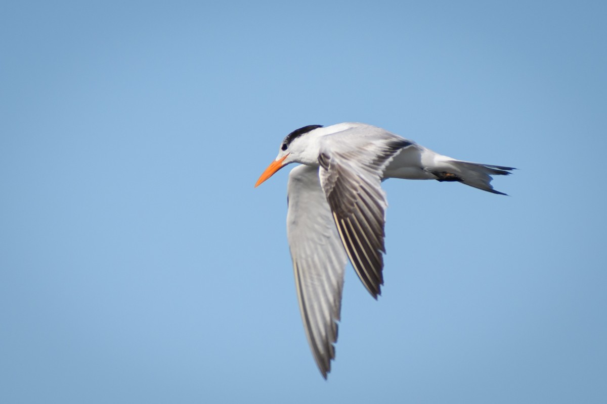 Royal Tern - ML432713211