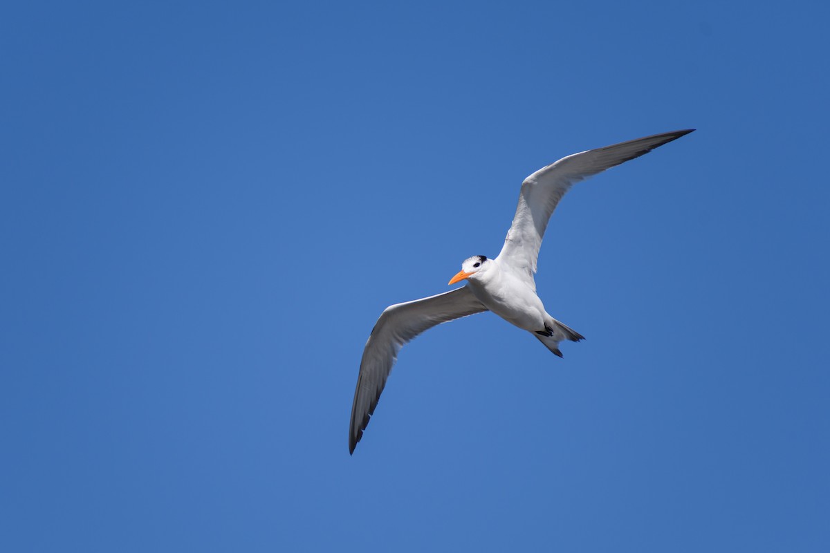 Royal Tern - ML432713271