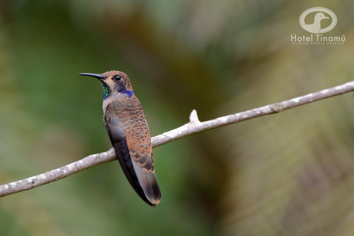 kolibřík fialovouchý - ML43271451