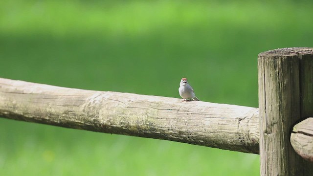 Chipping Sparrow - ML432714801