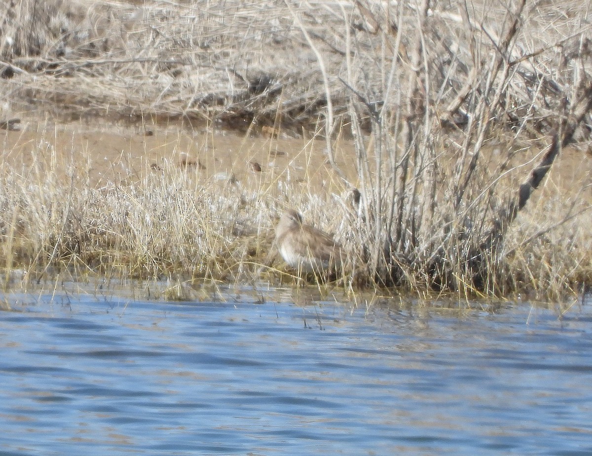 Lesser Yellowlegs - ML432715671