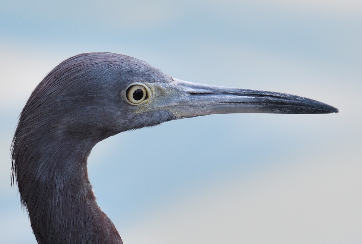 Little Blue Heron - Yves Darveau