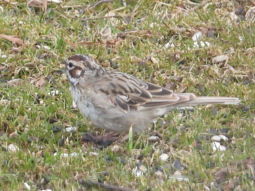 Lark Sparrow - ML432716991