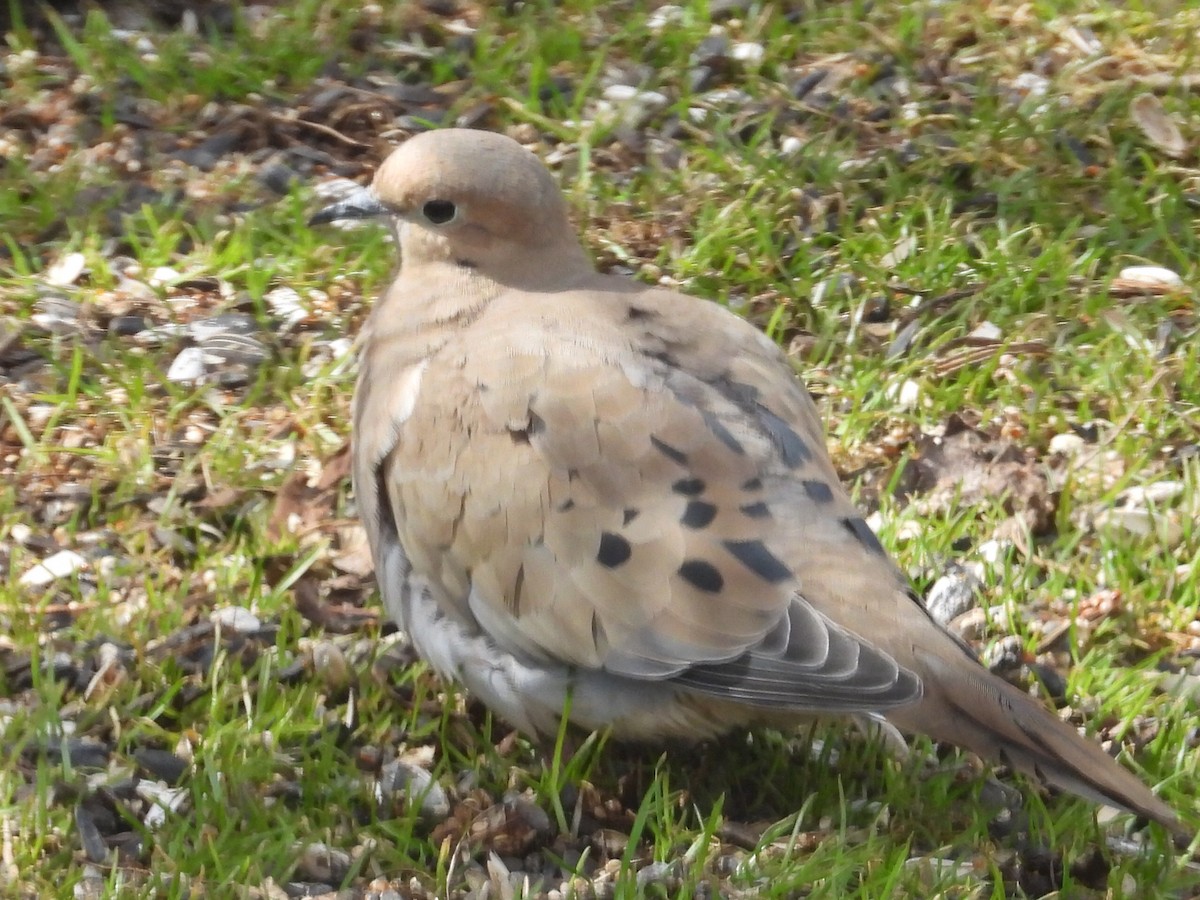 Mourning Dove - ML432717821