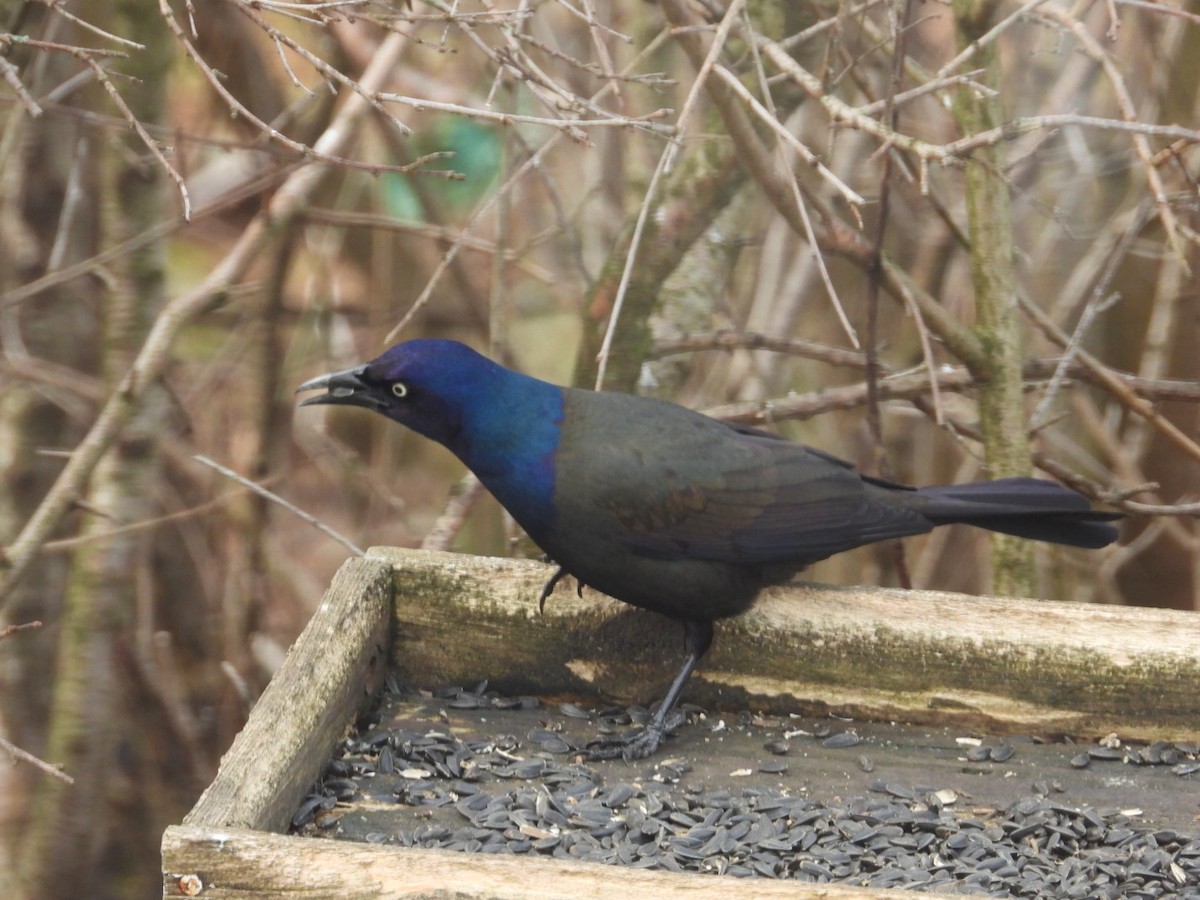 Common Grackle - ML432718261