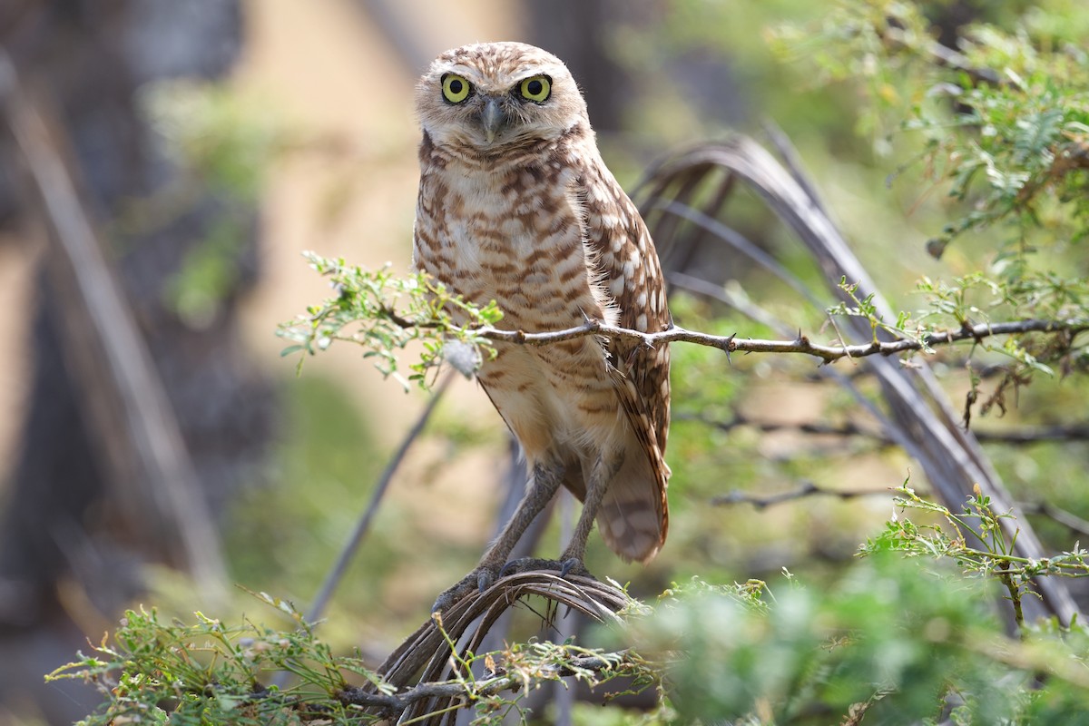Burrowing Owl - ML432718991