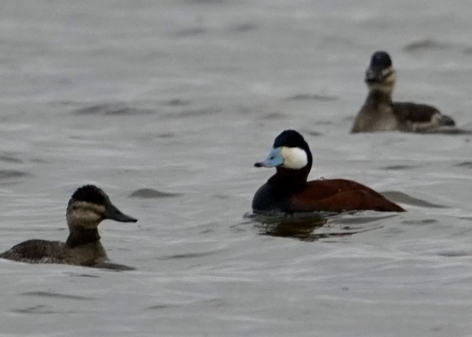 Ruddy Duck - ML432719081