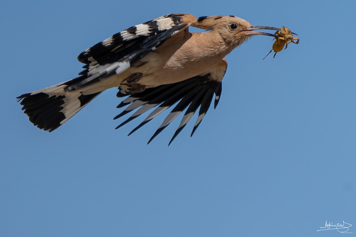 Common Hoopoe - ML432719291