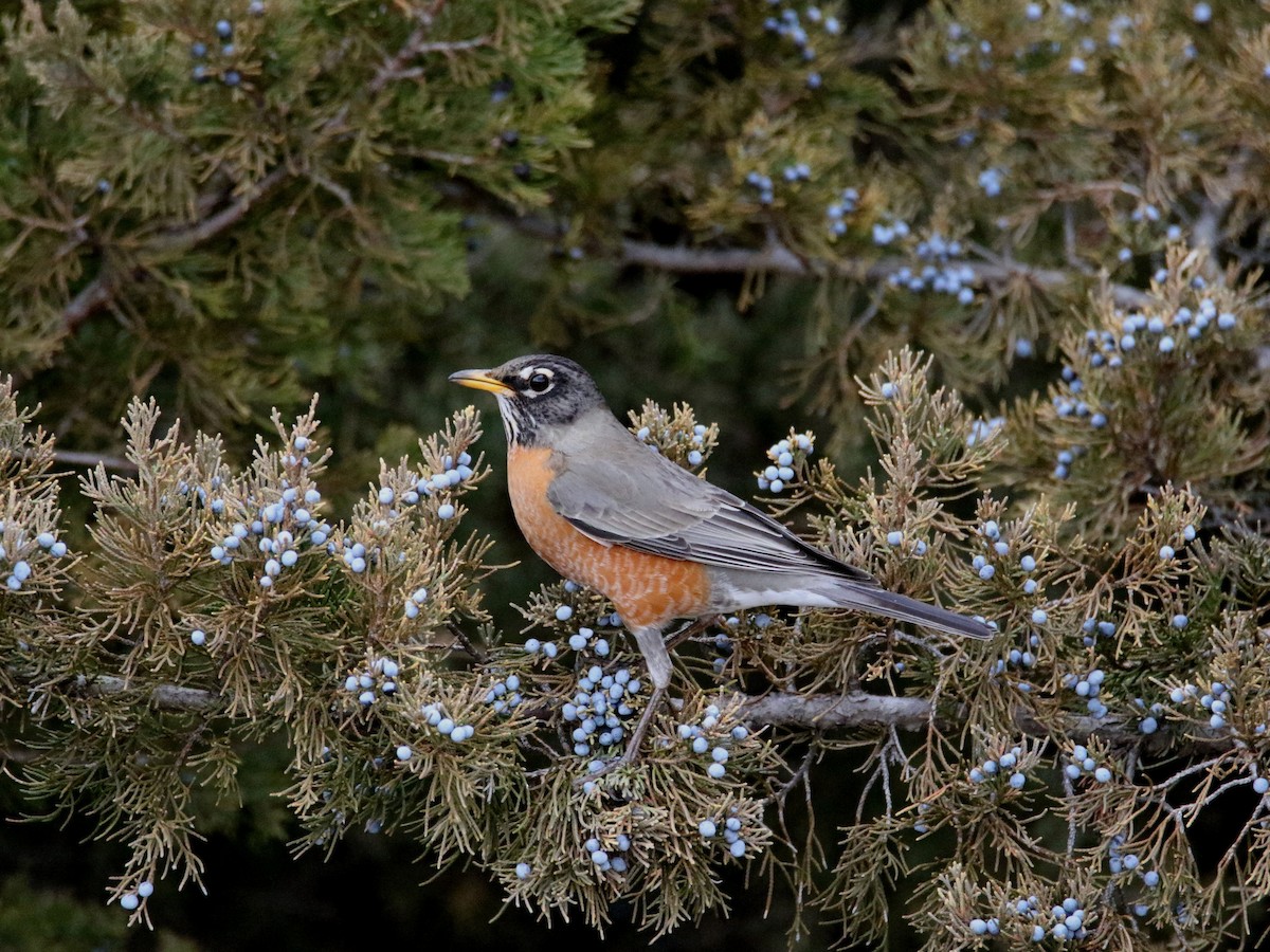 American Robin - ML432719741