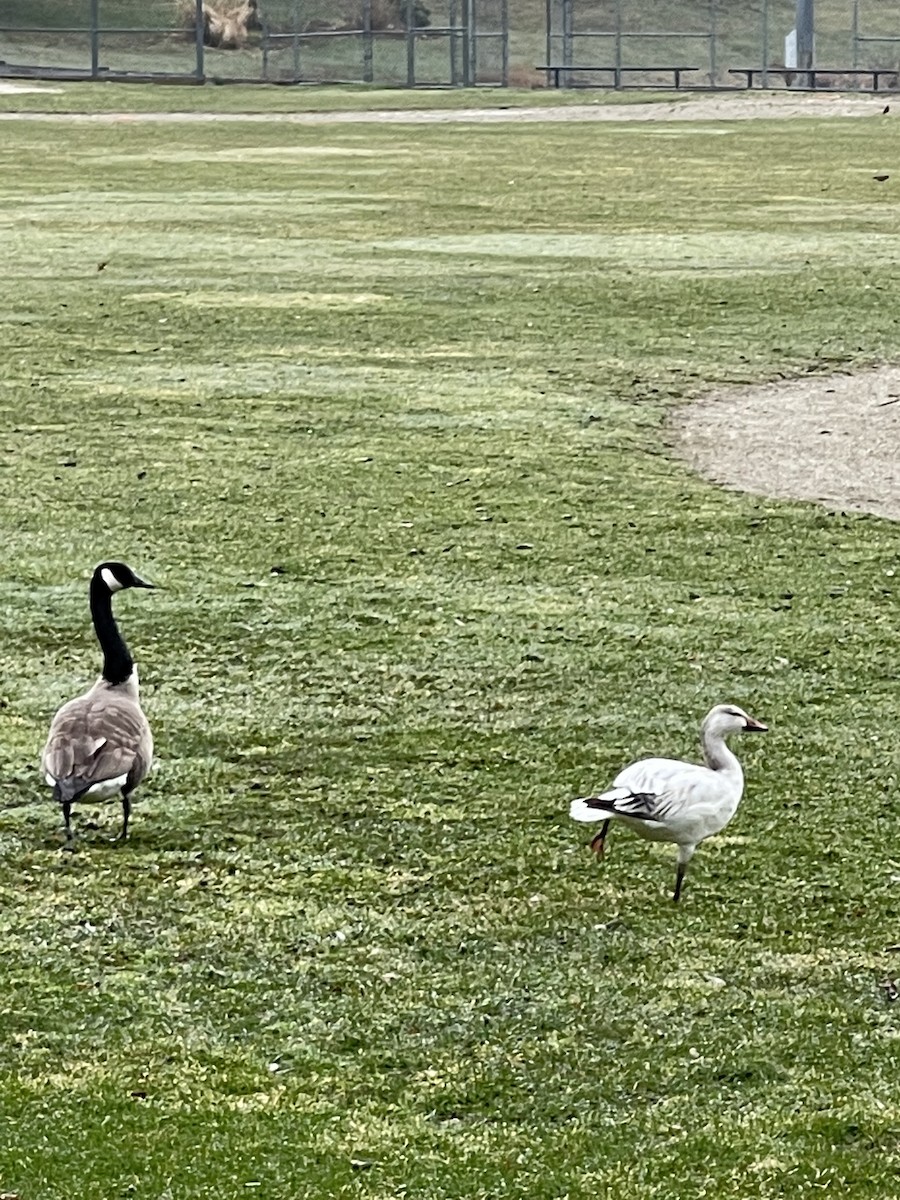 Snow Goose - ML432719991