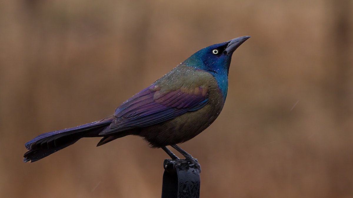 Common Grackle - Arthur Mercado