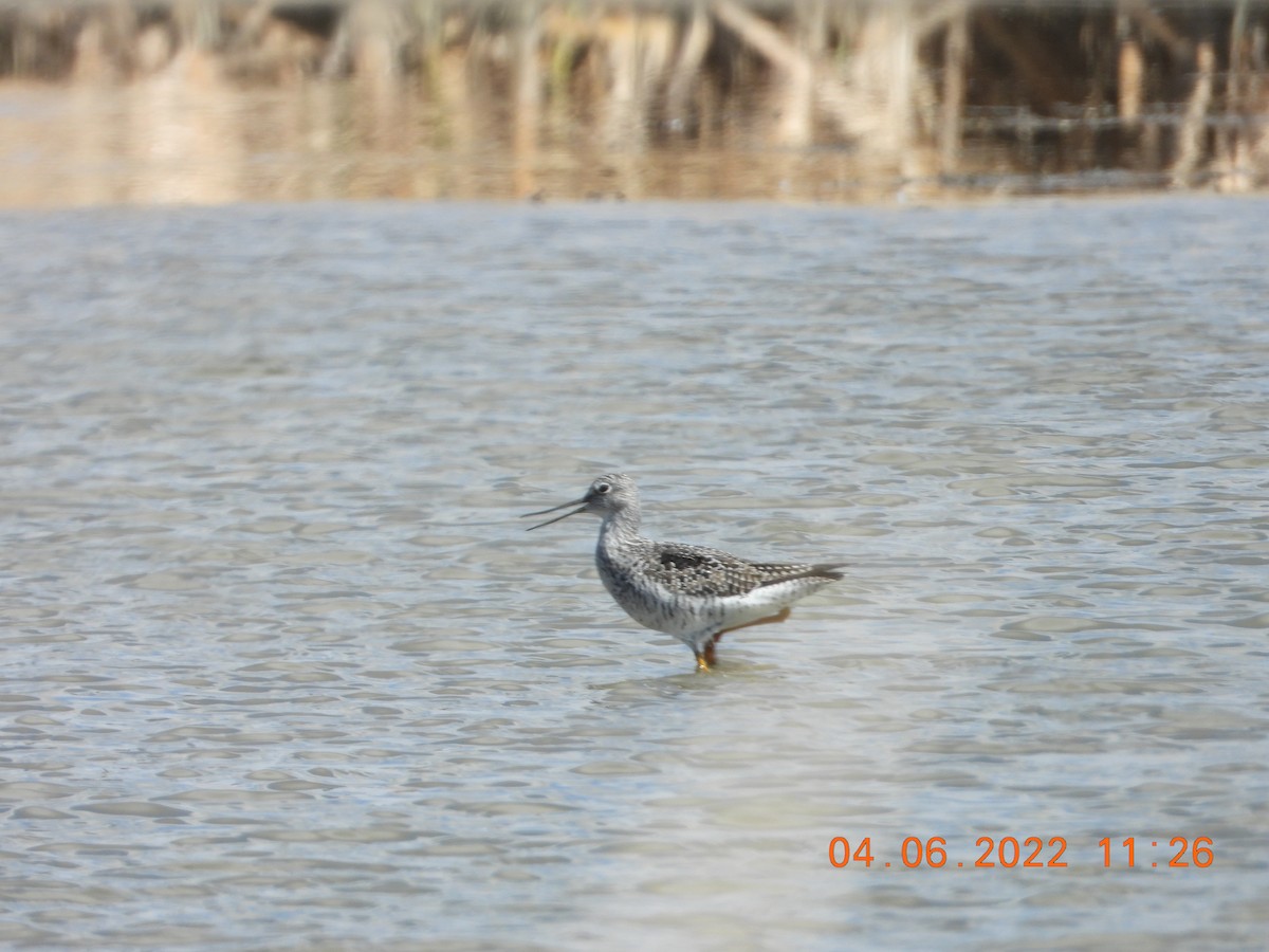 Greater Yellowlegs - ML432721771