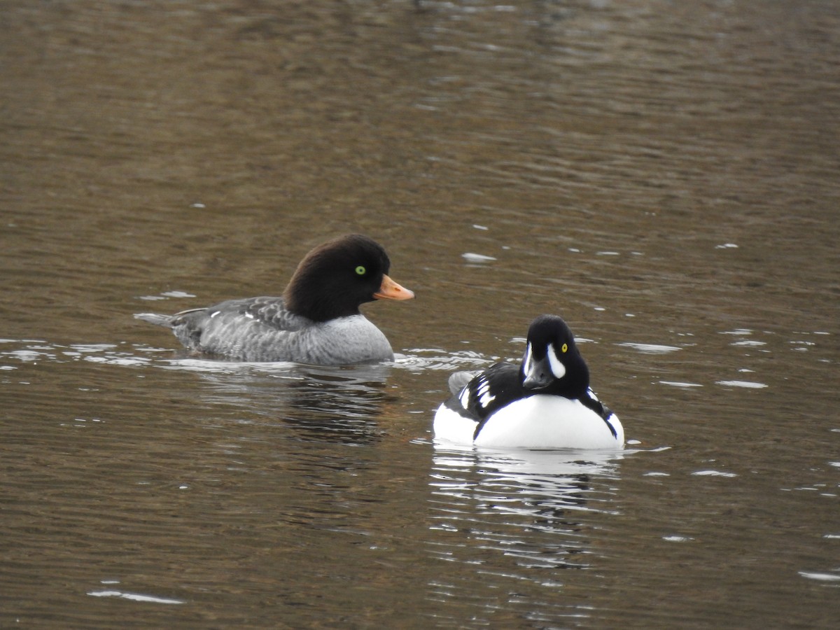 Barrow's Goldeneye - ML432722421