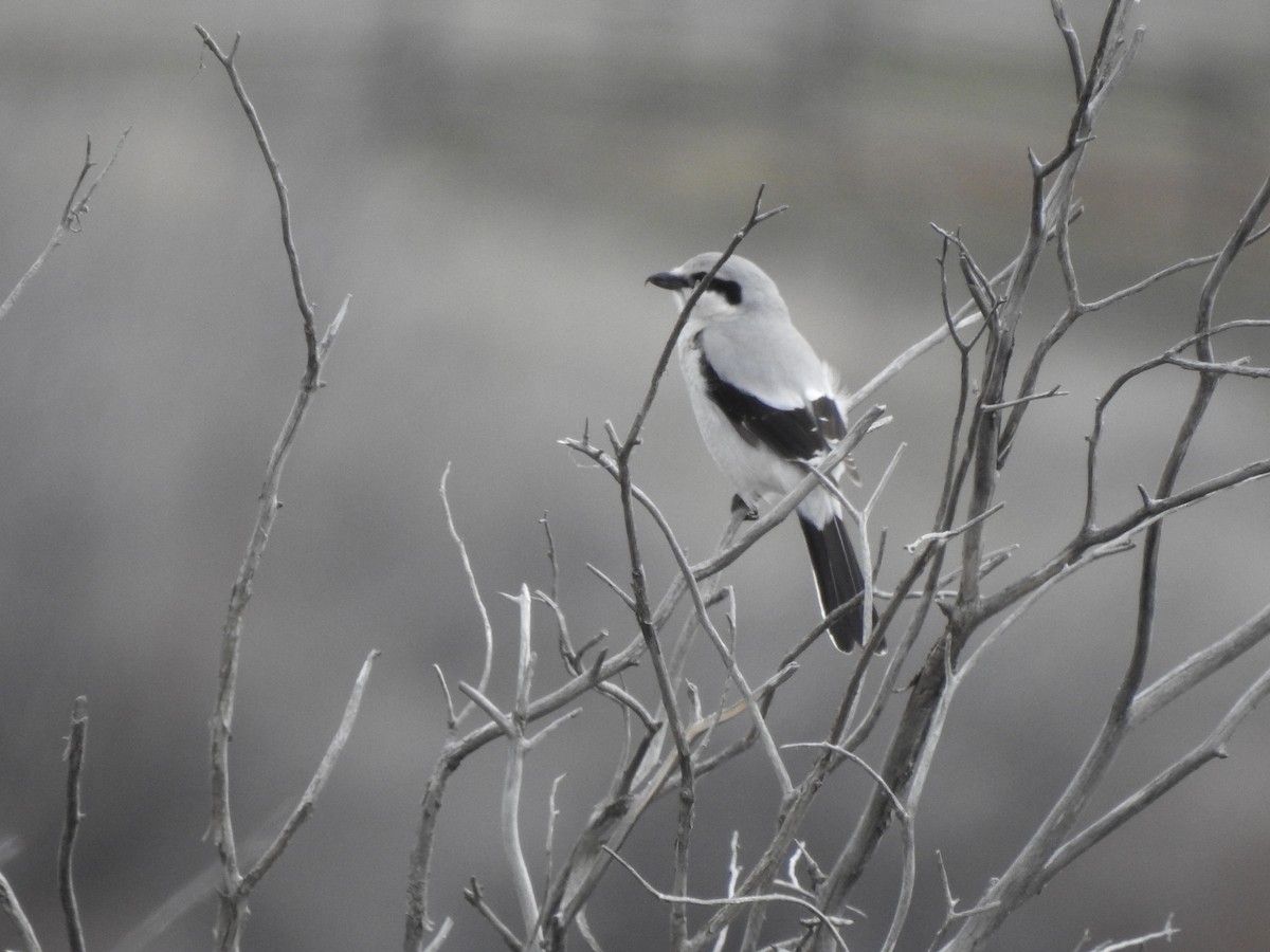 Northern Shrike - ML432722651