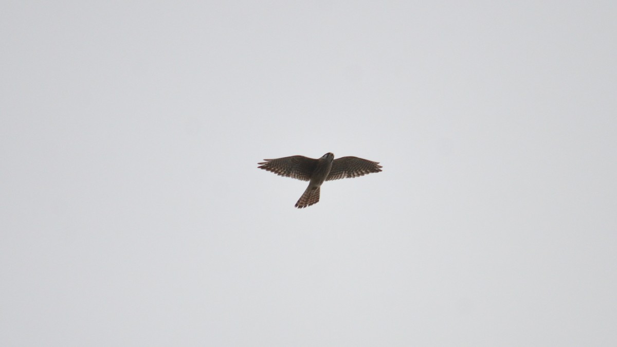 American Kestrel - ML432724121