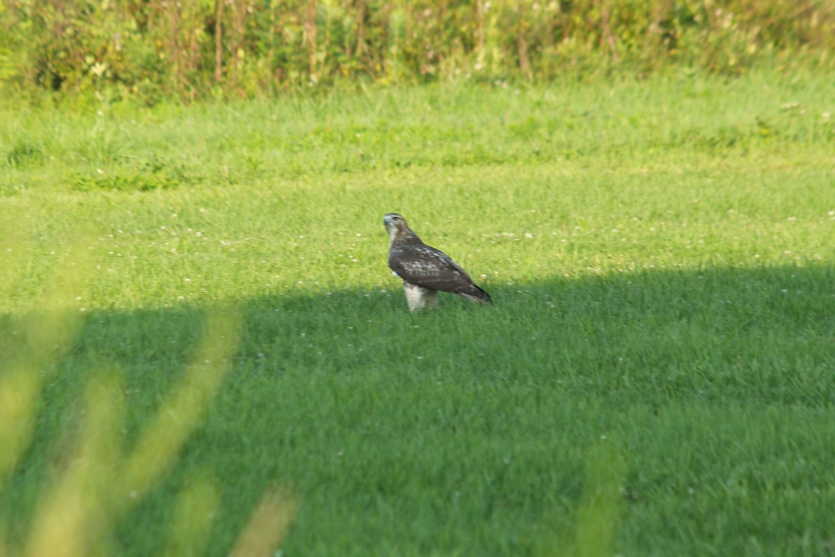 Red-tailed Hawk - ML43272451