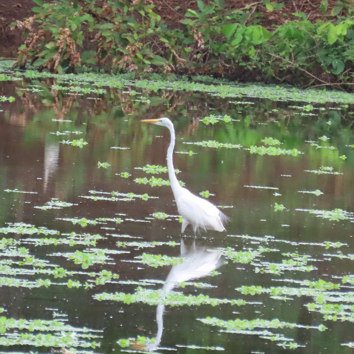 Great Egret (American) - ML432724521