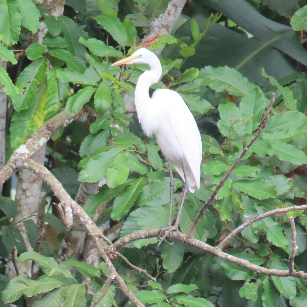 Большая белая цапля (egretta) - ML432724581