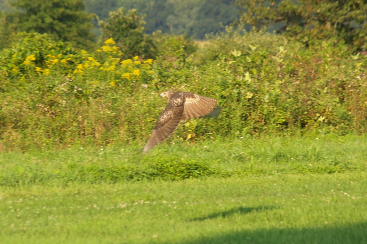 Red-tailed Hawk - ML43272461