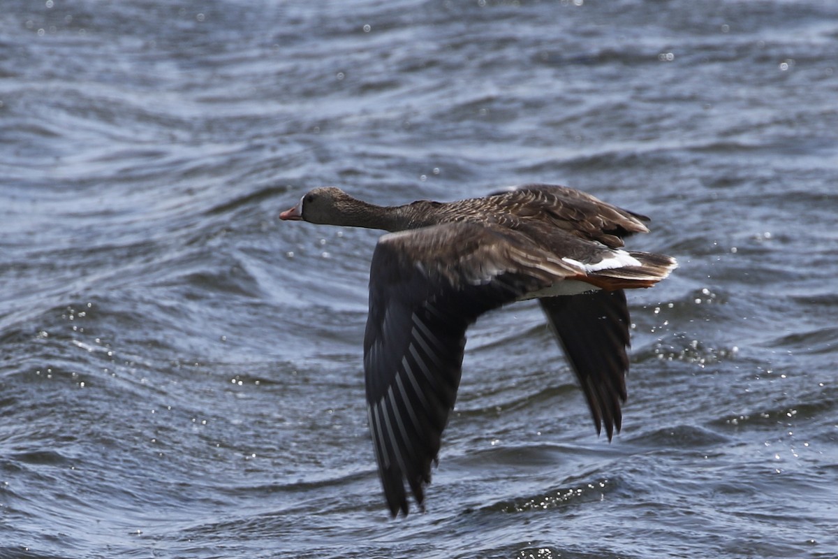 Greater White-fronted Goose - Roger Woodruff