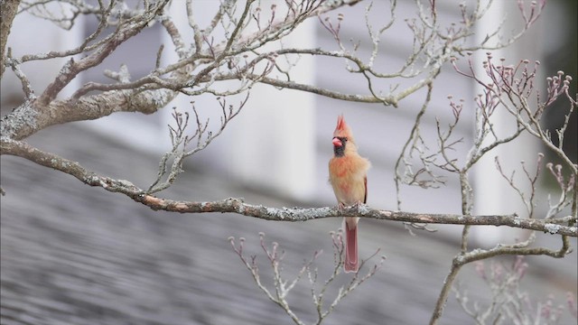 Northern Cardinal - ML432728081