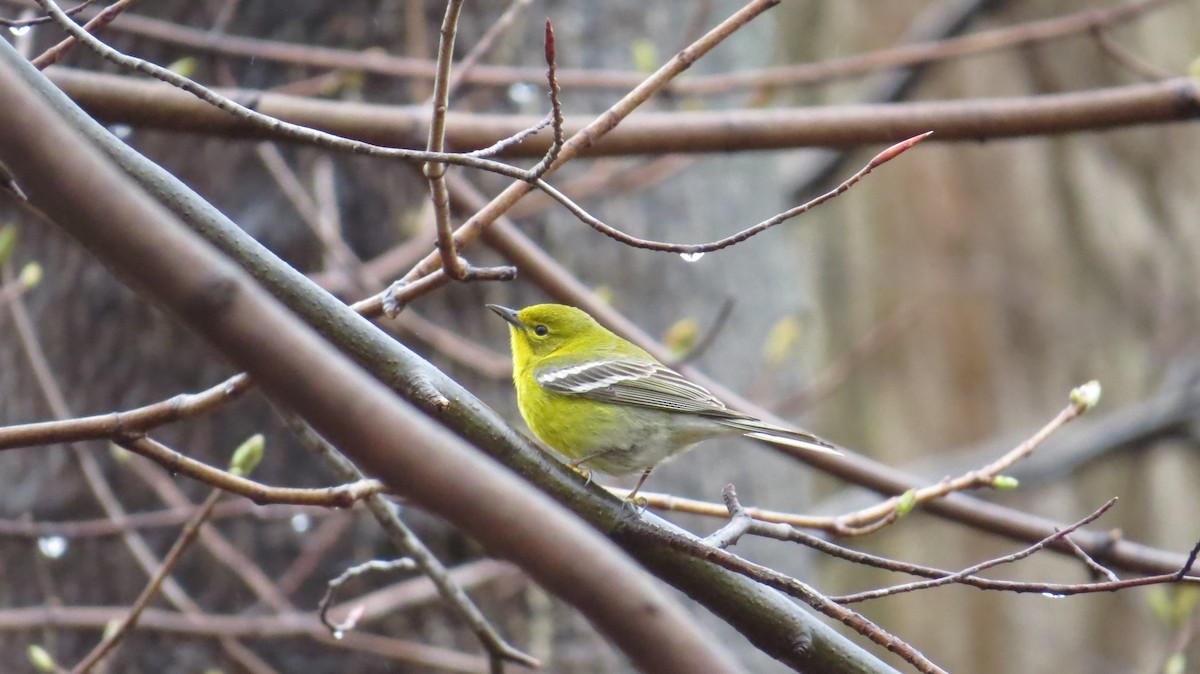 Pine Warbler - Nick Dawson