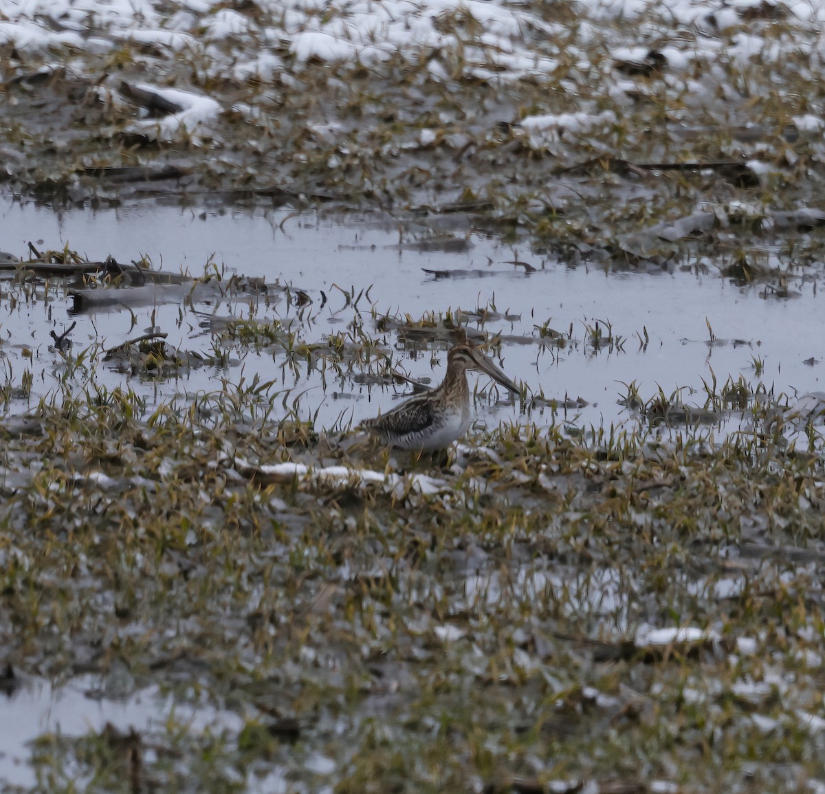 Wilson's Snipe - Scott Sneed