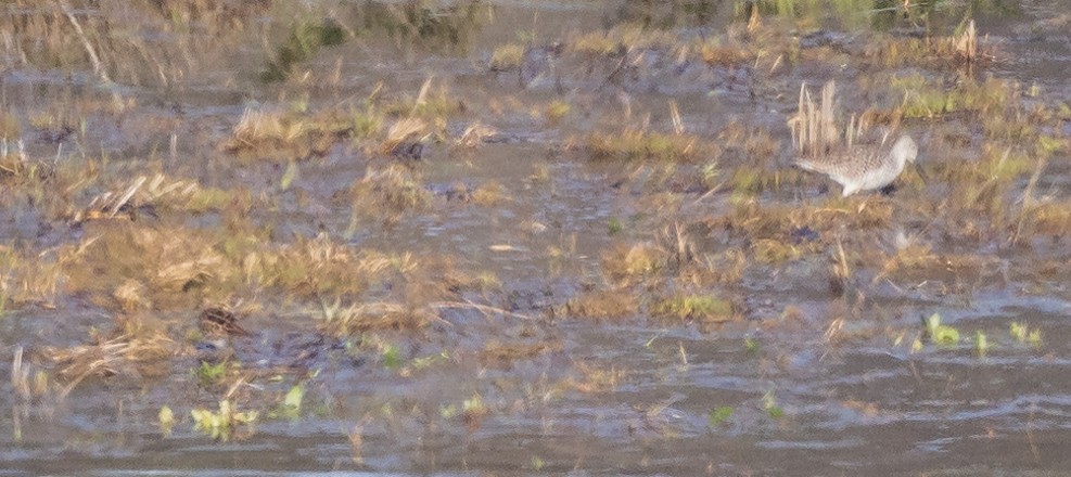 Graubrust-Strandläufer - ML432731951