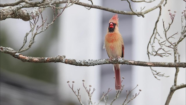 Northern Cardinal - ML432732411