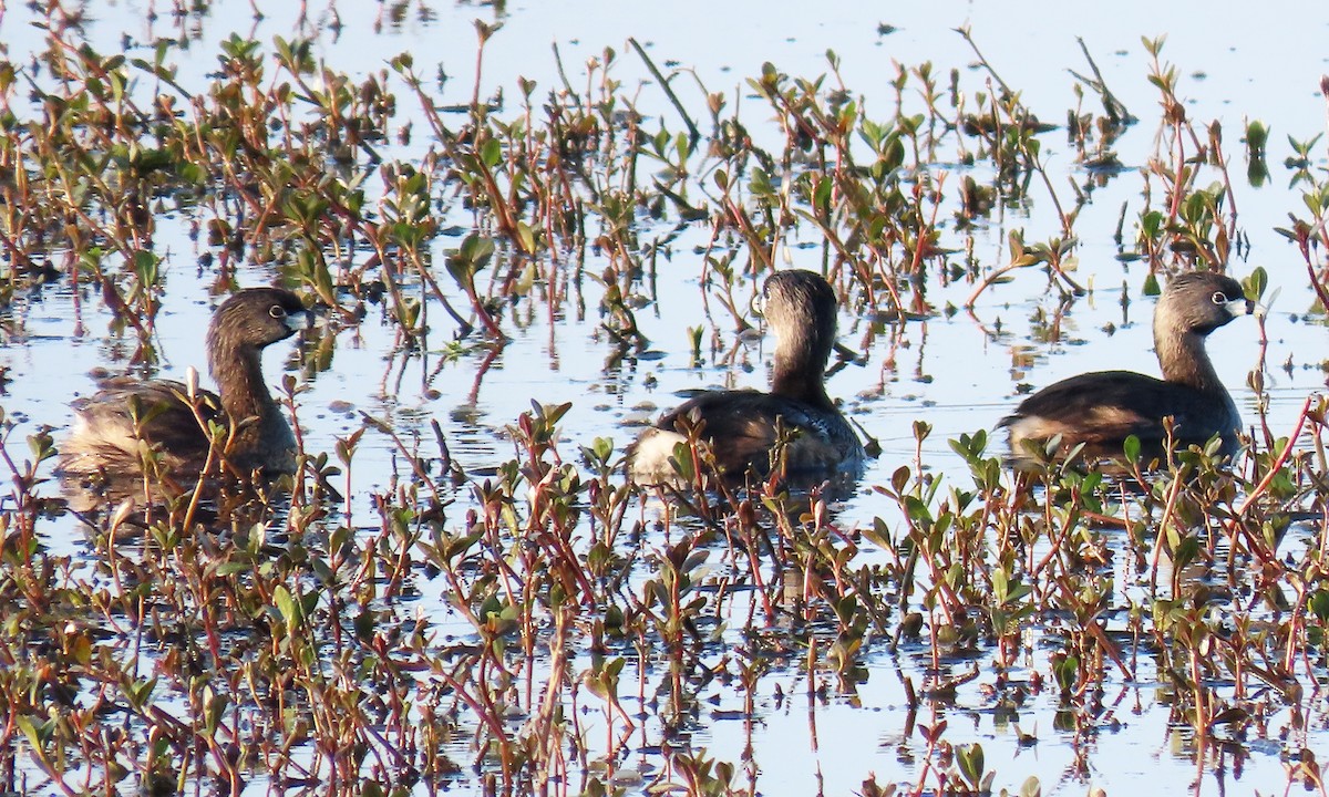 Pied-billed Grebe - ML432732711