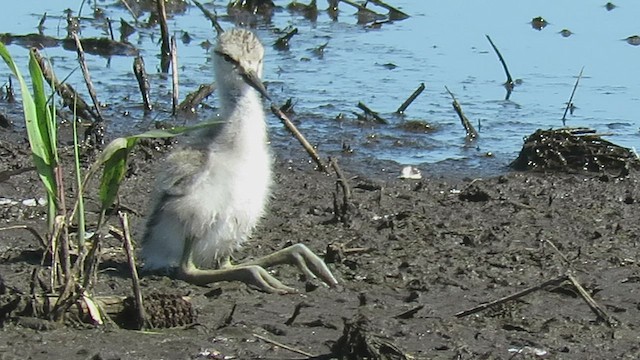 Avocette d'Amérique - ML432732771