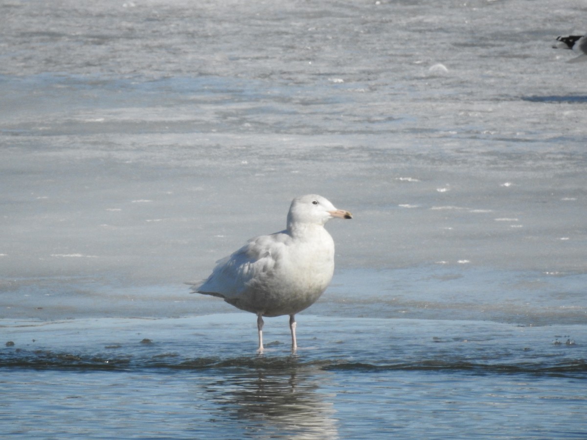 Glaucous Gull - ML432732791