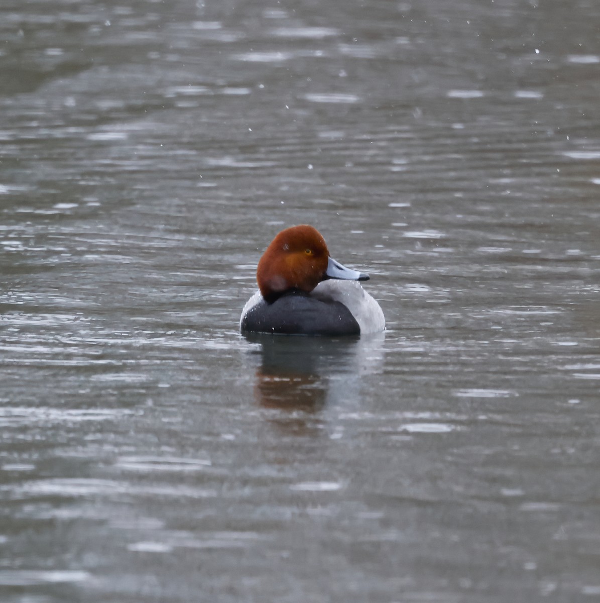 Redhead - Scott Sneed