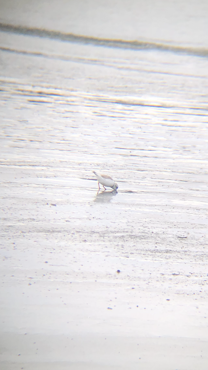 Piping Plover - ML432733071