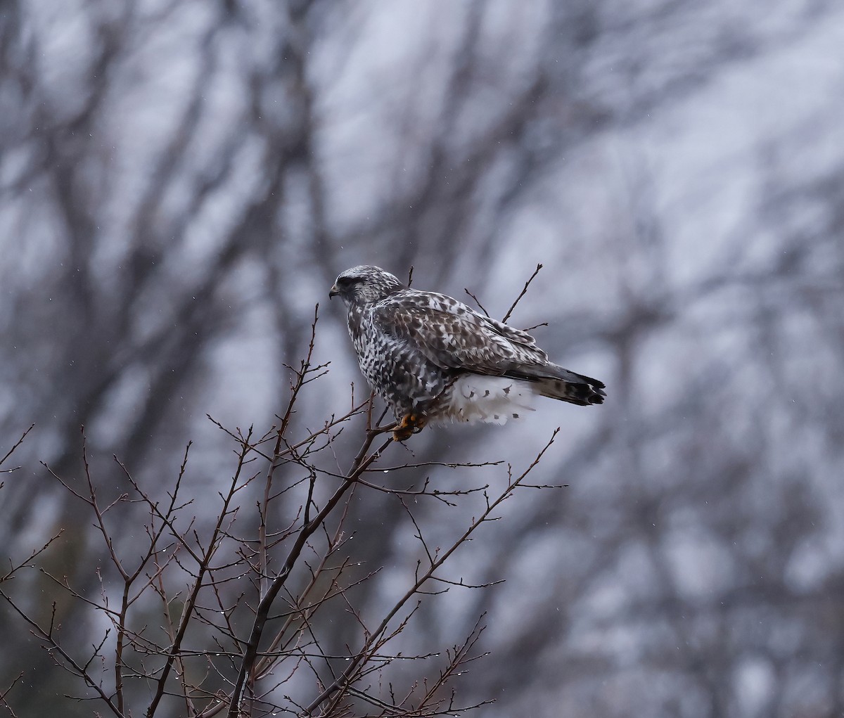 Rough-legged Hawk - Scott Sneed