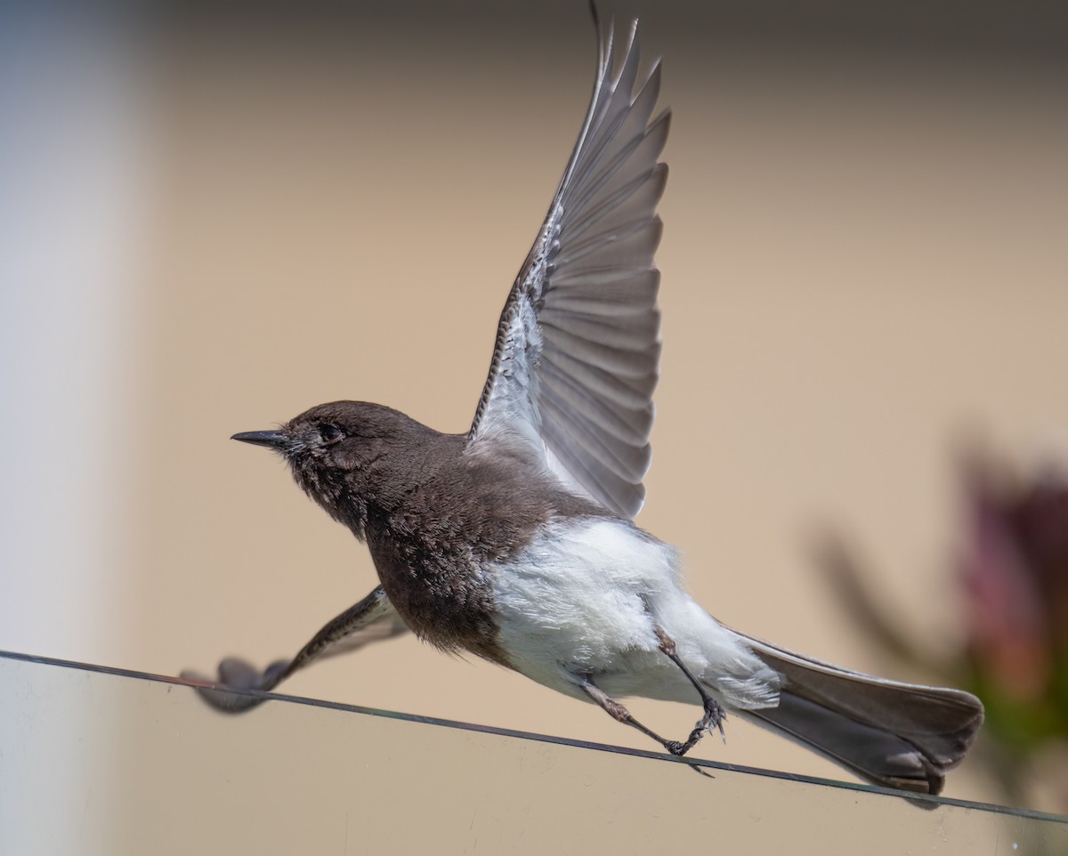 Black Phoebe - ML432734941