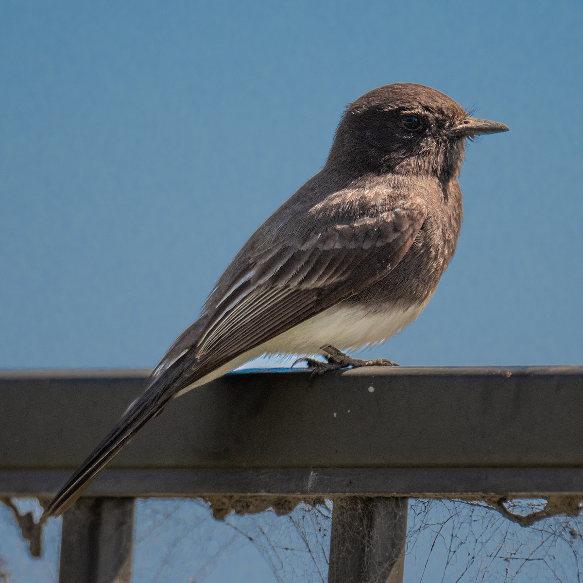 Black Phoebe - ML432734951