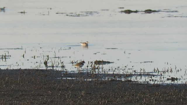 Phalarope de Wilson - ML432735071