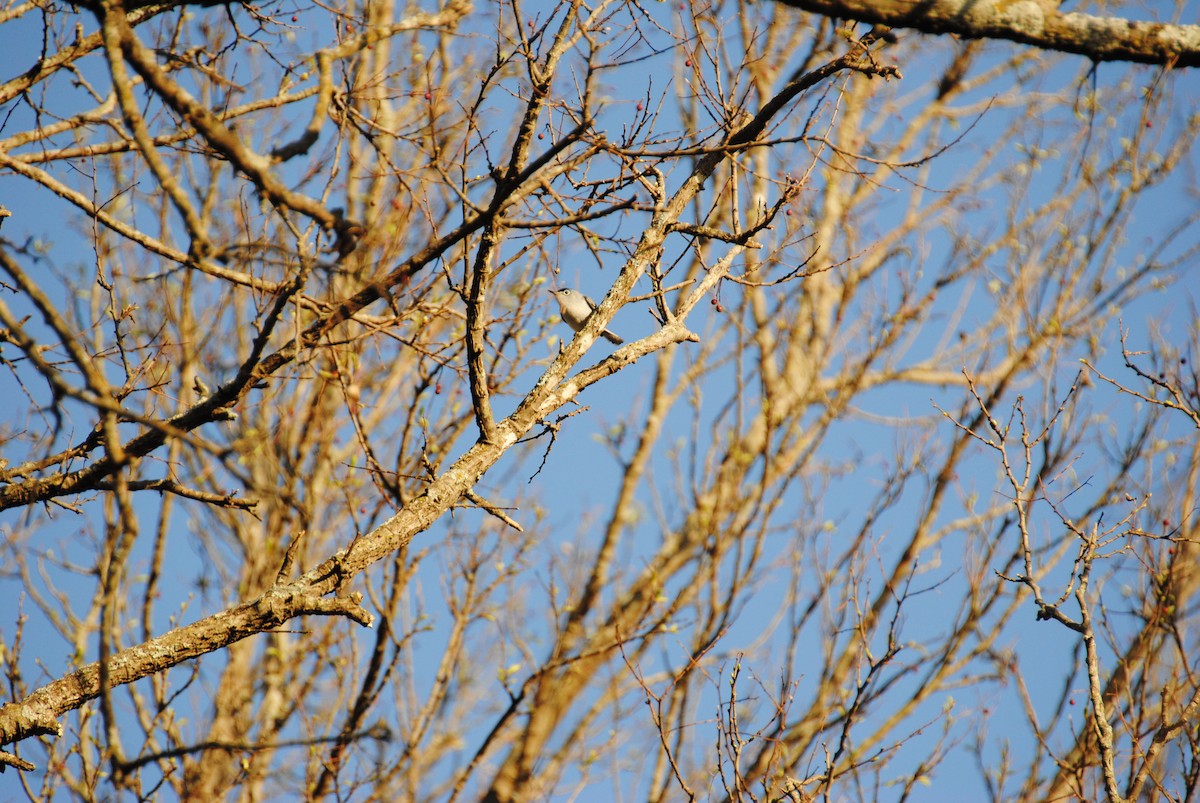 Blue-gray Gnatcatcher - ML432736071