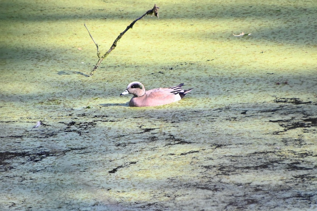 American Wigeon - ML432736721