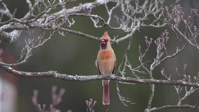 Northern Cardinal - ML432736921