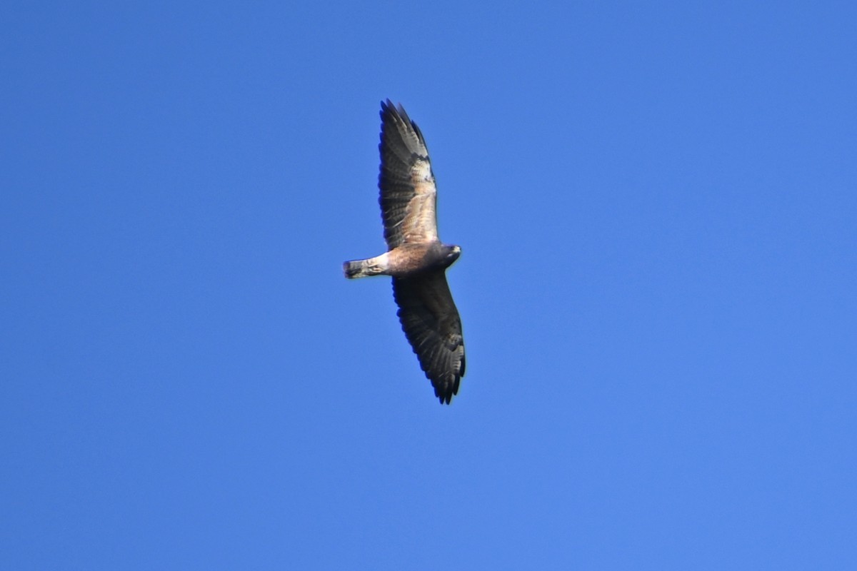 Swainson's Hawk - ML432737091