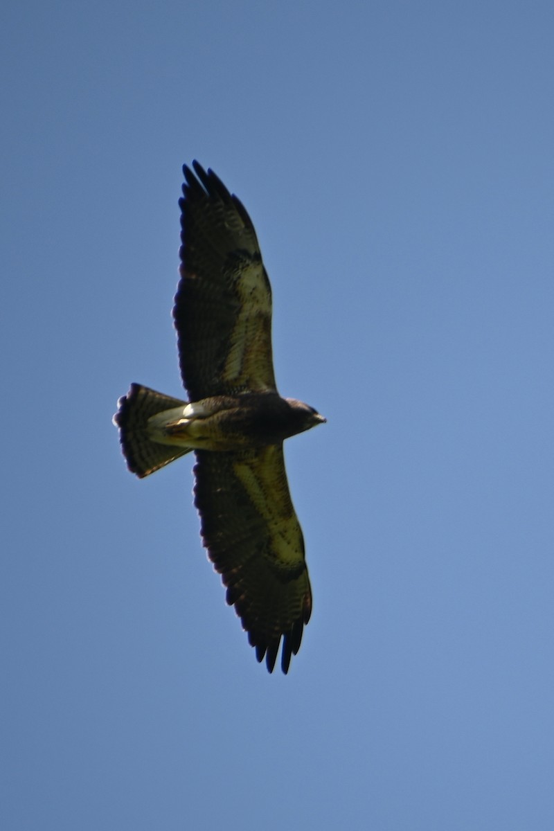 Swainson's Hawk - ML432737111