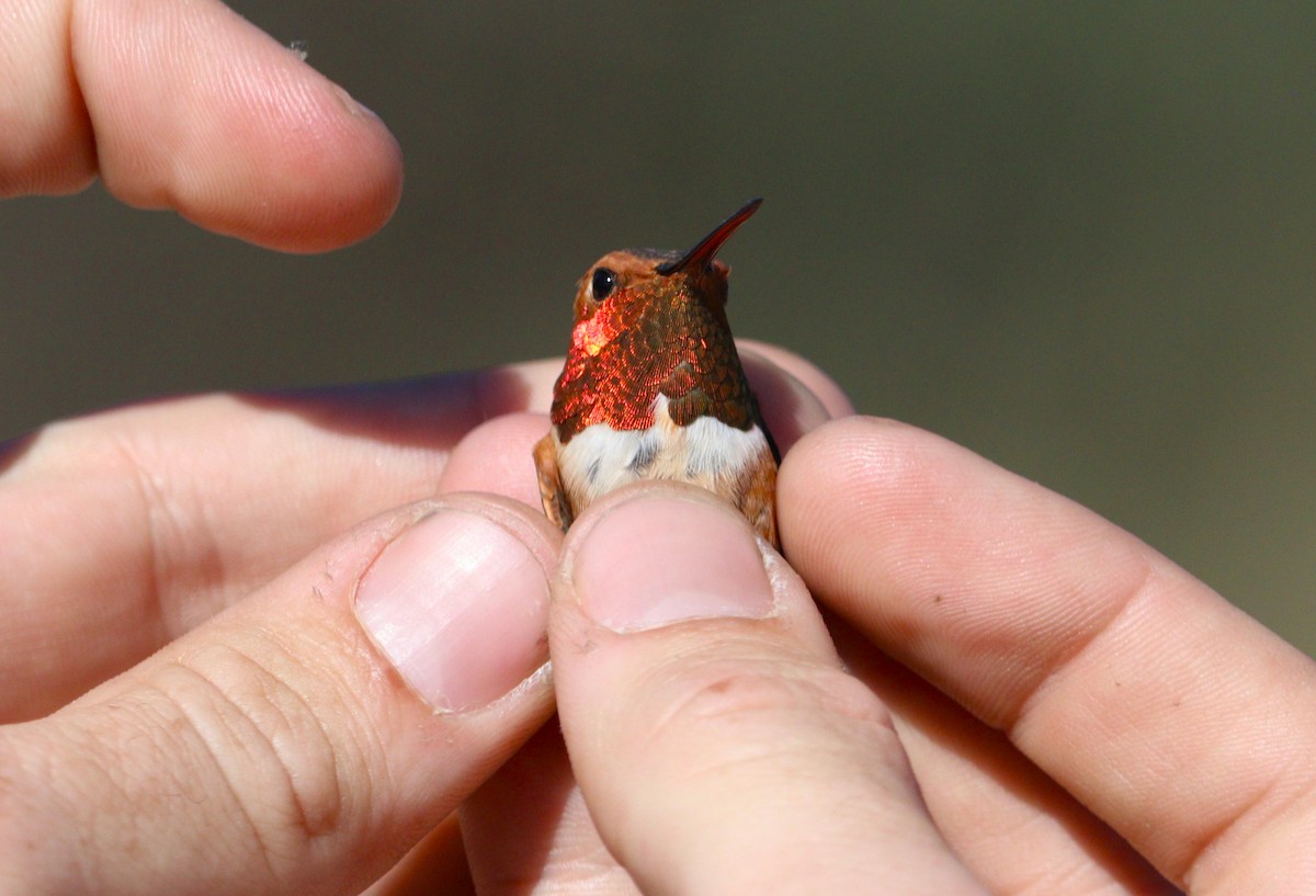 Rufous Hummingbird - ML432737131