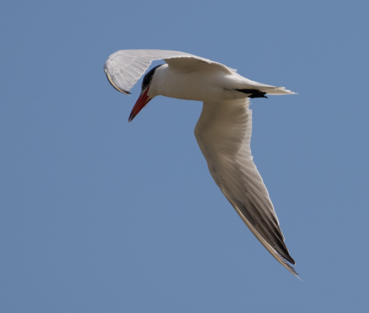 Caspian Tern - Lindy Fung