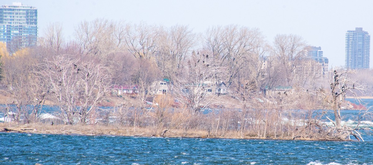 kormorán ušatý - ML432738841