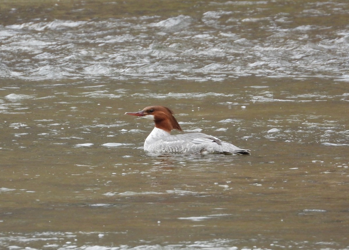 Common Merganser - ML432738891